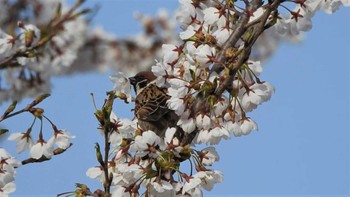 2023年4月13日(木) 下田公園(青森県おいらせ町)の野鳥観察記録