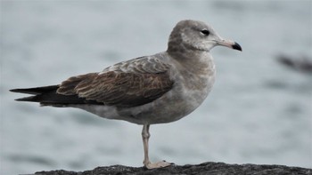 カモメ 蕪島(青森県) 2023年4月14日(金)