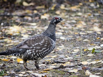 ハリモミライチョウ デナリ国立公園 2017年9月13日(水)