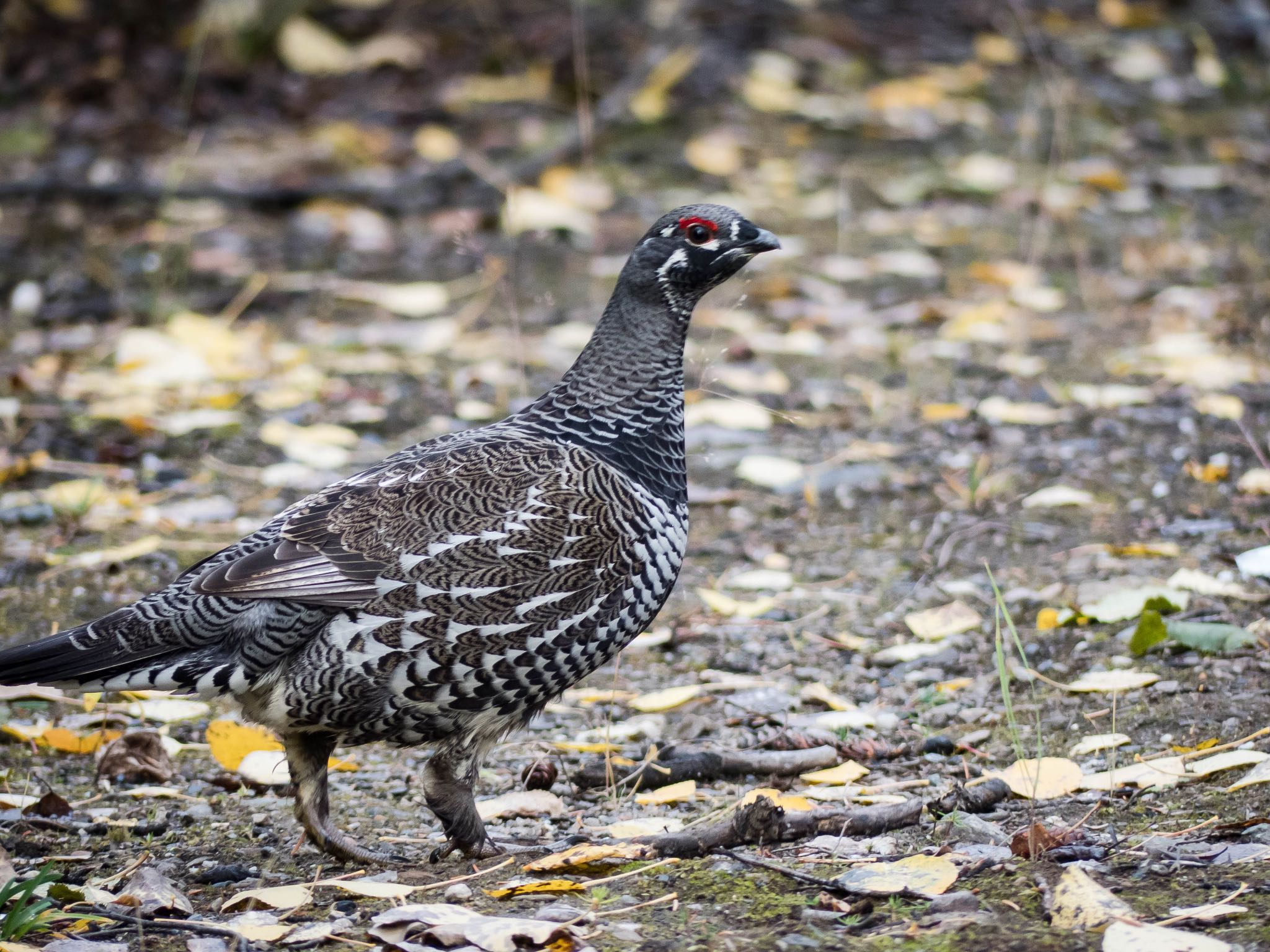 Photo of Spruce Grouse at Denali national park by セリナ