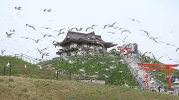 ウミネコ 蕪島(青森県) 2023年4月14日(金)