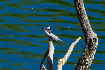 Crested Kingfisher Hayatogawa Forest Road Wed, 4/19/2023