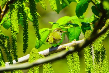 Eastern Crowned Warbler Hayatogawa Forest Road Wed, 4/19/2023