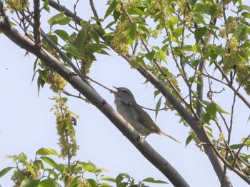 Thu, 4/20/2023 Birding report at 埼玉県本庄市 坂東大橋