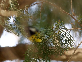 Yellow-bellied Tit 東京都 Sat, 3/11/2023