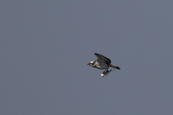 2023年4月20日(木) 山口県の野鳥観察記録