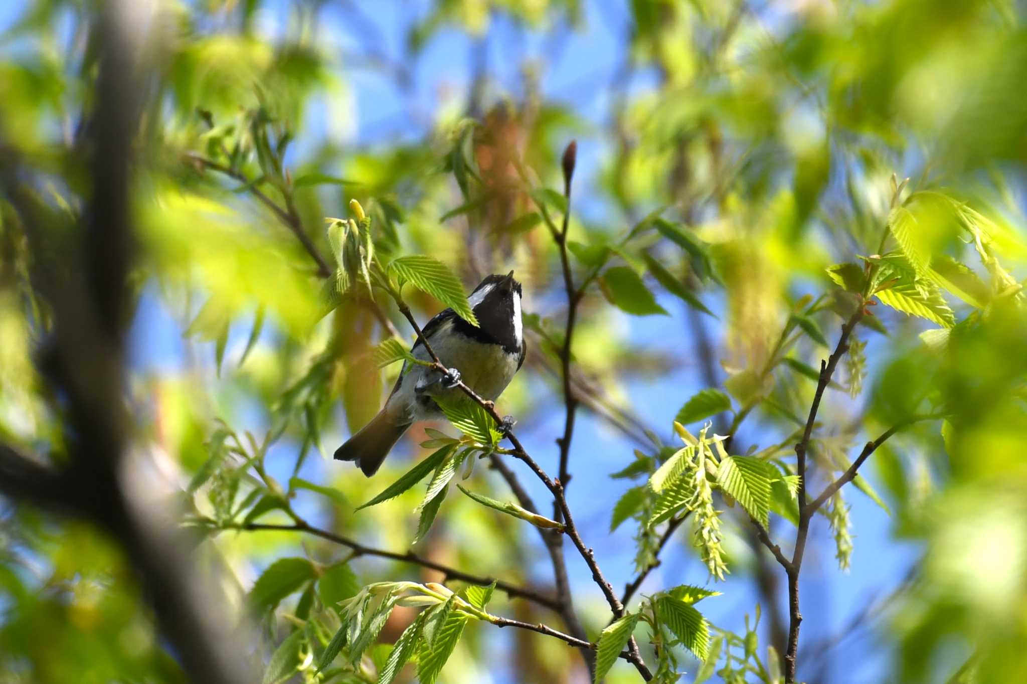 Photo of Coal Tit at 珠洲市 by Semal