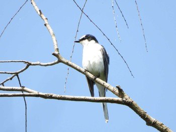 Ashy Minivet 埼玉県 Thu, 4/20/2023