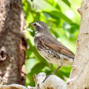 Dusky Thrush 川口自然公園 Thu, 4/20/2023