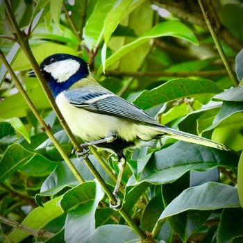 Japanese Tit 川口自然公園 Thu, 4/20/2023