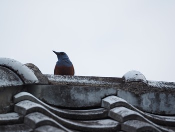 Blue Rock Thrush Amami Island(General) Thu, 5/5/2016