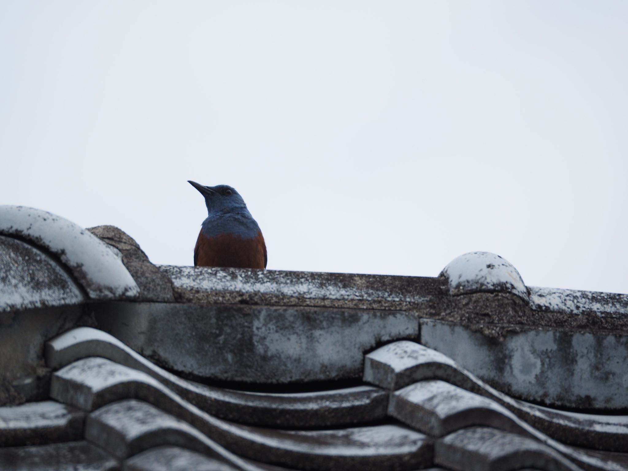 Photo of Blue Rock Thrush at Amami Island(General) by セリナ