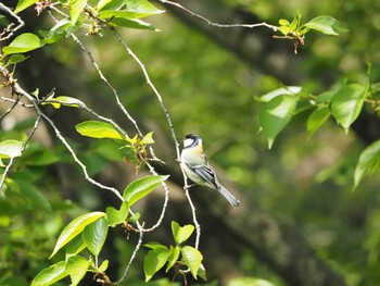 2023年4月20日(木) 鶴舞公園(名古屋)の野鳥観察記録