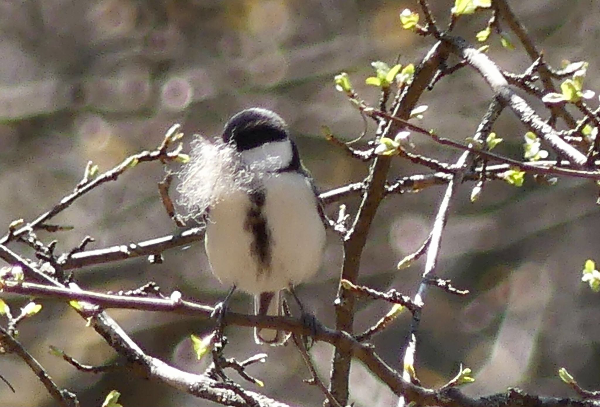 Japanese Tit