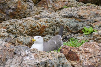 Black-tailed Gull 和歌山県 Thu, 5/31/2018