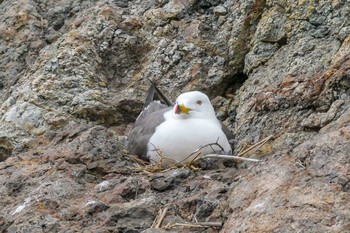 Black-tailed Gull 和歌山県 Thu, 5/31/2018