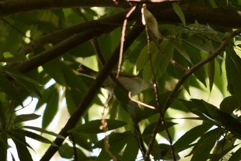 Sakhalin Leaf Warbler ＭＦ Thu, 4/20/2023