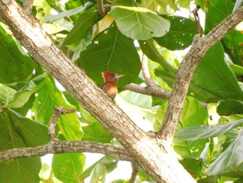 Banded Woodpecker Singapore Botanic Gardens Wed, 2/22/2023