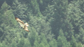 Osprey 平成榛原子供のもり公園 Thu, 4/20/2023