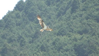 Osprey 平成榛原子供のもり公園 Thu, 4/20/2023