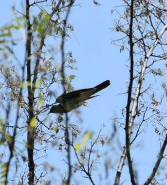 Lesser Cuckoo 播磨中央公園(兵庫県) Sat, 6/2/2018