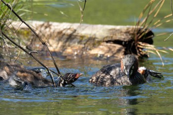 カイツブリ 薬師池公園 2023年4月9日(日)