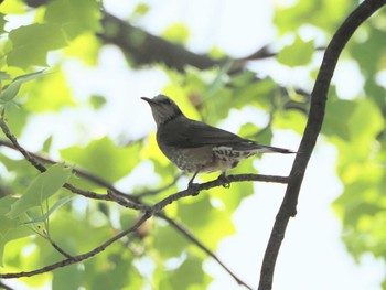 ヒヨドリ 鶴舞公園(名古屋) 2023年4月20日(木)