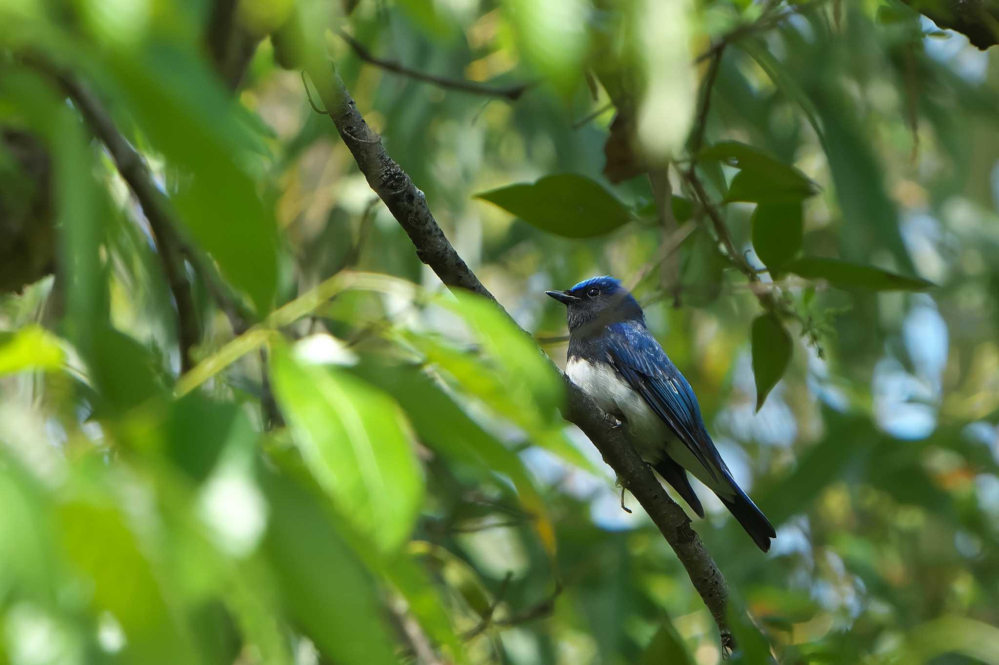 Blue-and-white Flycatcher