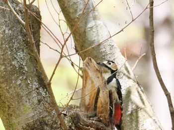 Great Spotted Woodpecker 秩父 Thu, 4/20/2023