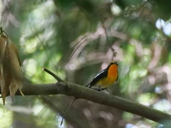 Narcissus Flycatcher 秩父 Thu, 4/20/2023