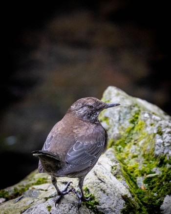 Brown Dipper 箕面山 Sun, 4/16/2023