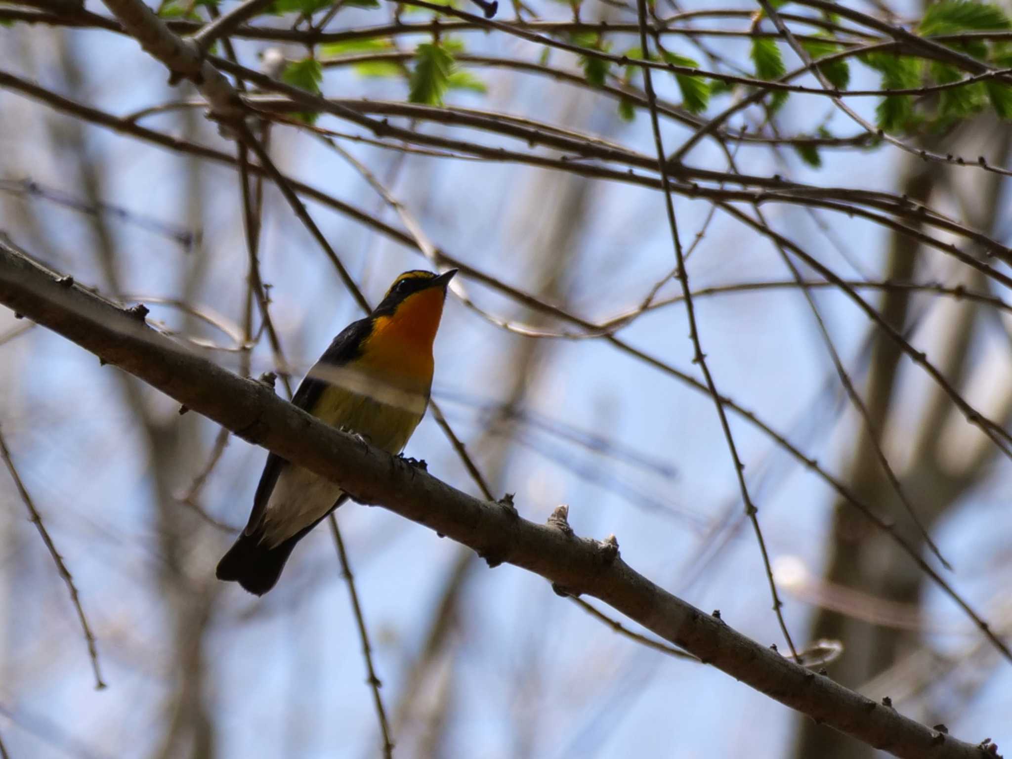 今季初キビタキ2態。　高い山の谷間にて。 by little birds