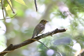 オオルリ 王滝渓谷 2023年4月20日(木)