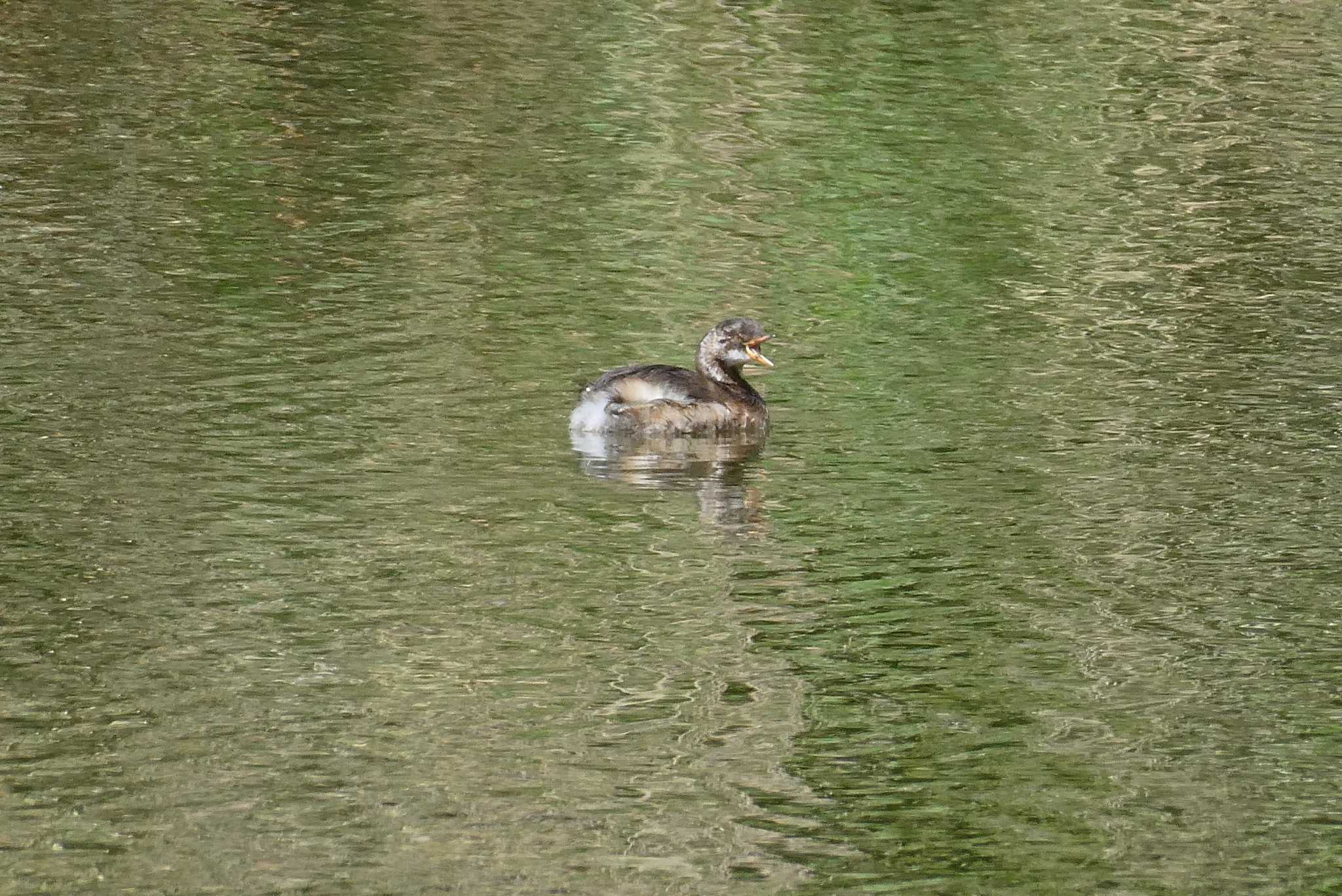 Little Grebe