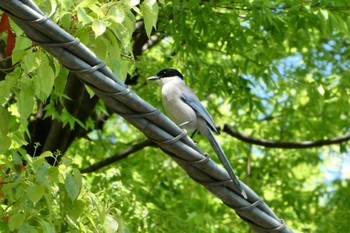 オナガ 都立浮間公園 2023年4月16日(日)