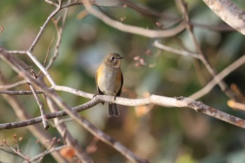 2023年4月20日(木) 北海道 函館市 函館山の野鳥観察記録