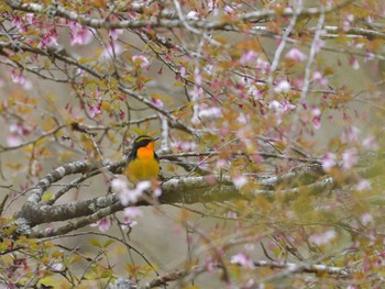 Narcissus Flycatcher 十里木高原 Mon, 4/17/2023