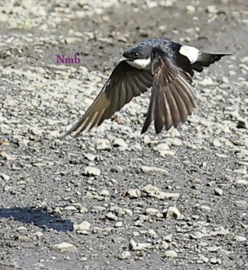 Asian House Martin Unknown Spots Unknown Date