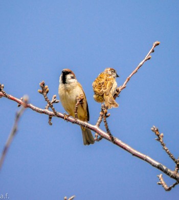 Eurasian Tree Sparrow 川崎市 Tue, 3/14/2023