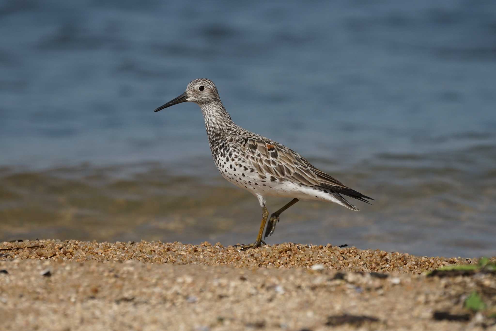 Photo of Great Knot at 飯梨川河口(島根県安来市) by ひらも