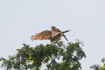 Grey-faced Buzzard Unknown Spots Thu, 4/20/2023