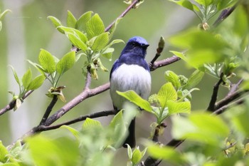 Blue-and-white Flycatcher 日向林道 Tue, 4/18/2023