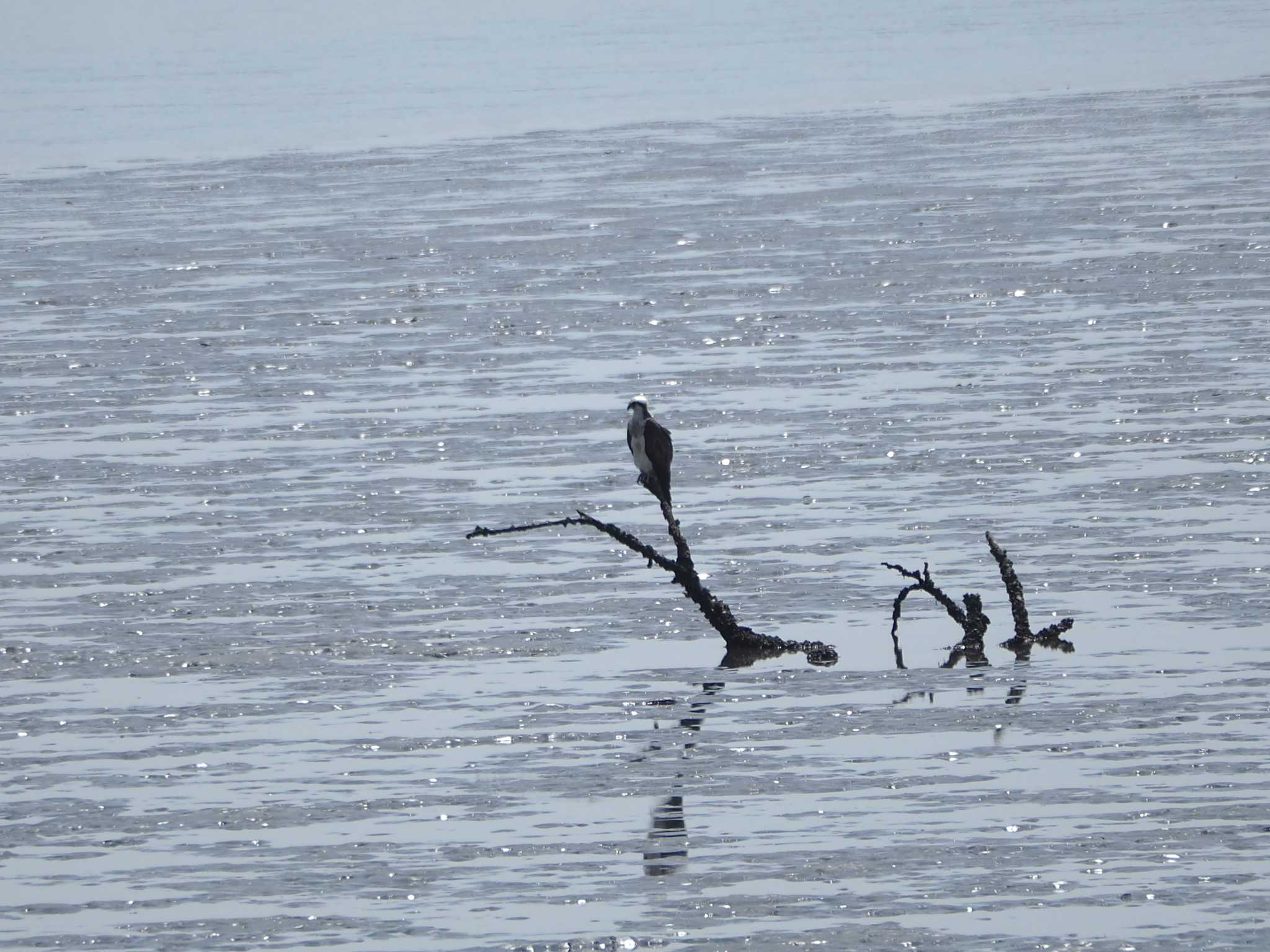 Osprey