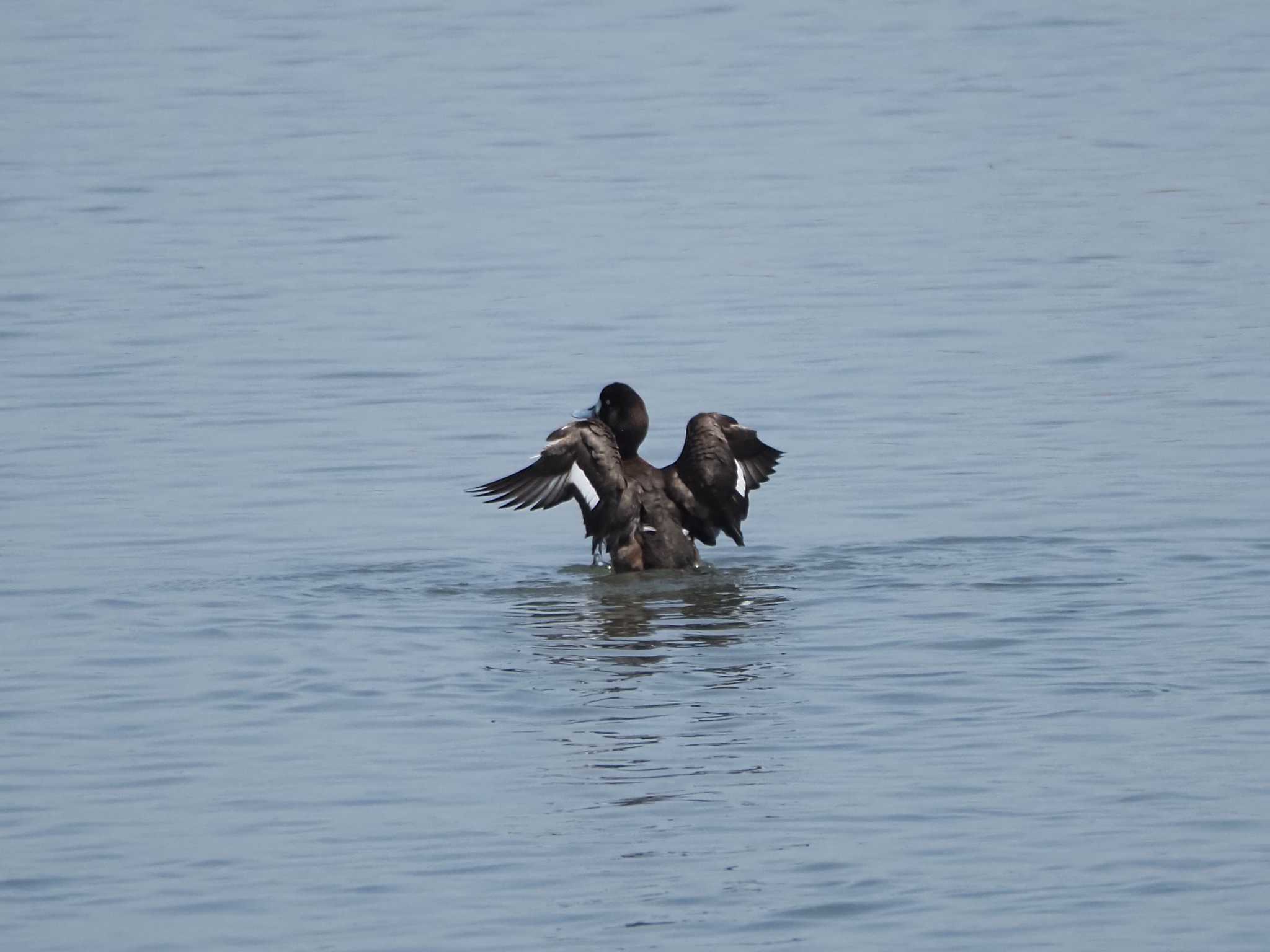 Greater Scaup