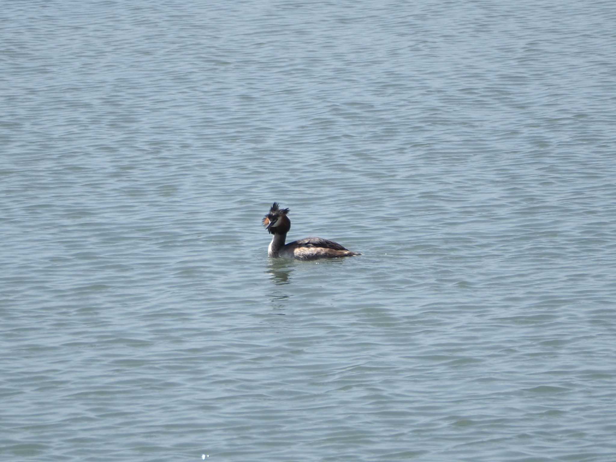 Great Crested Grebe