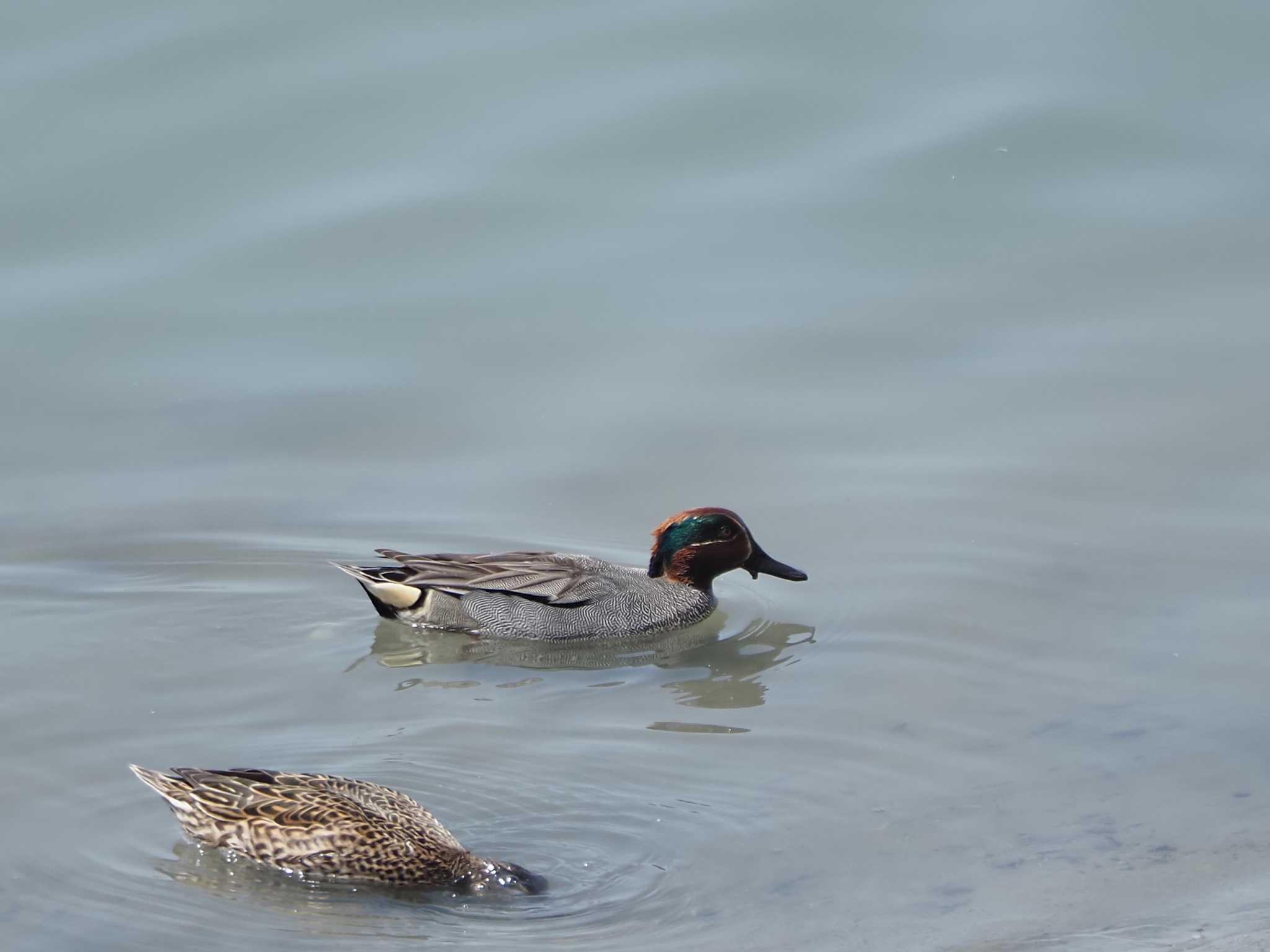 Eurasian Teal