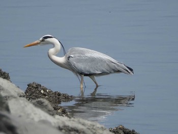 Thu, 4/20/2023 Birding report at Fujimae Tidal Flat