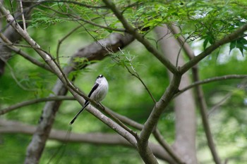 エナガ 横浜市立金沢自然公園 2023年4月20日(木)