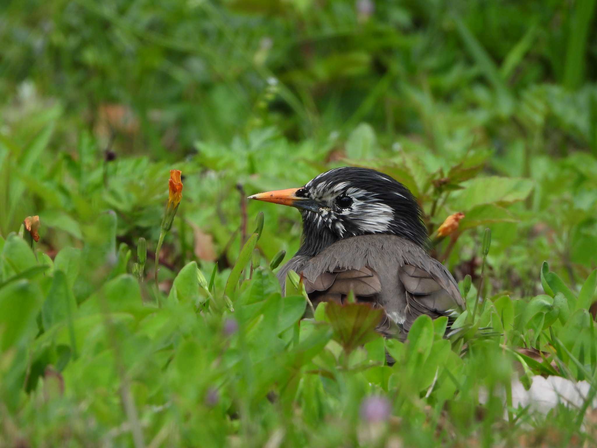 White-cheeked Starling