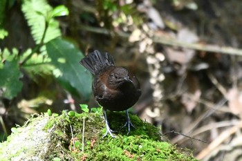 カワガラス 王滝渓谷 2023年4月20日(木)